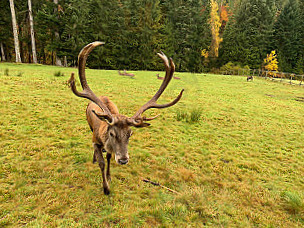 Gaststätte Hirsch