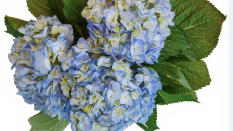 Debi Lilly Hydrangea Bunch (Blue) (3 Stems)