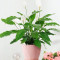 Small Peace Lily Plant