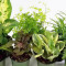 Small Tropical Foliage Plant Assorted