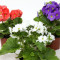 Small Flowering Plant Assorted