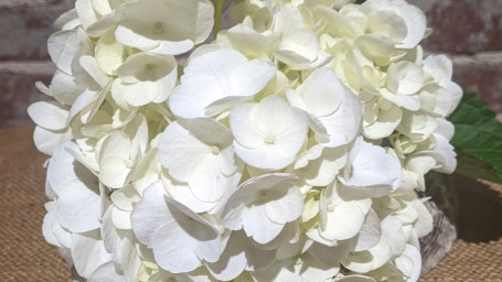 White Hydrangea