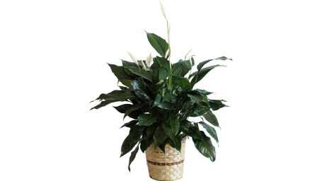 Medium Elegant Spathiphyllum