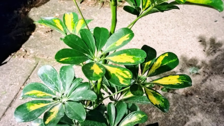 Variegated Umbrella Tree