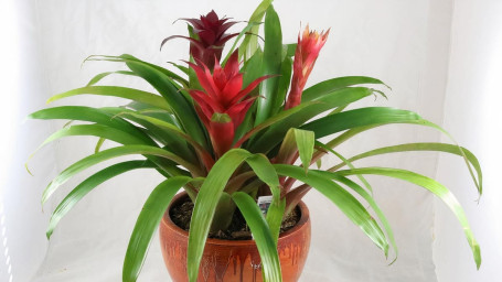 Bromeliad Garden