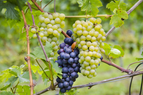 Pinot Grigio Libertas, Włochy